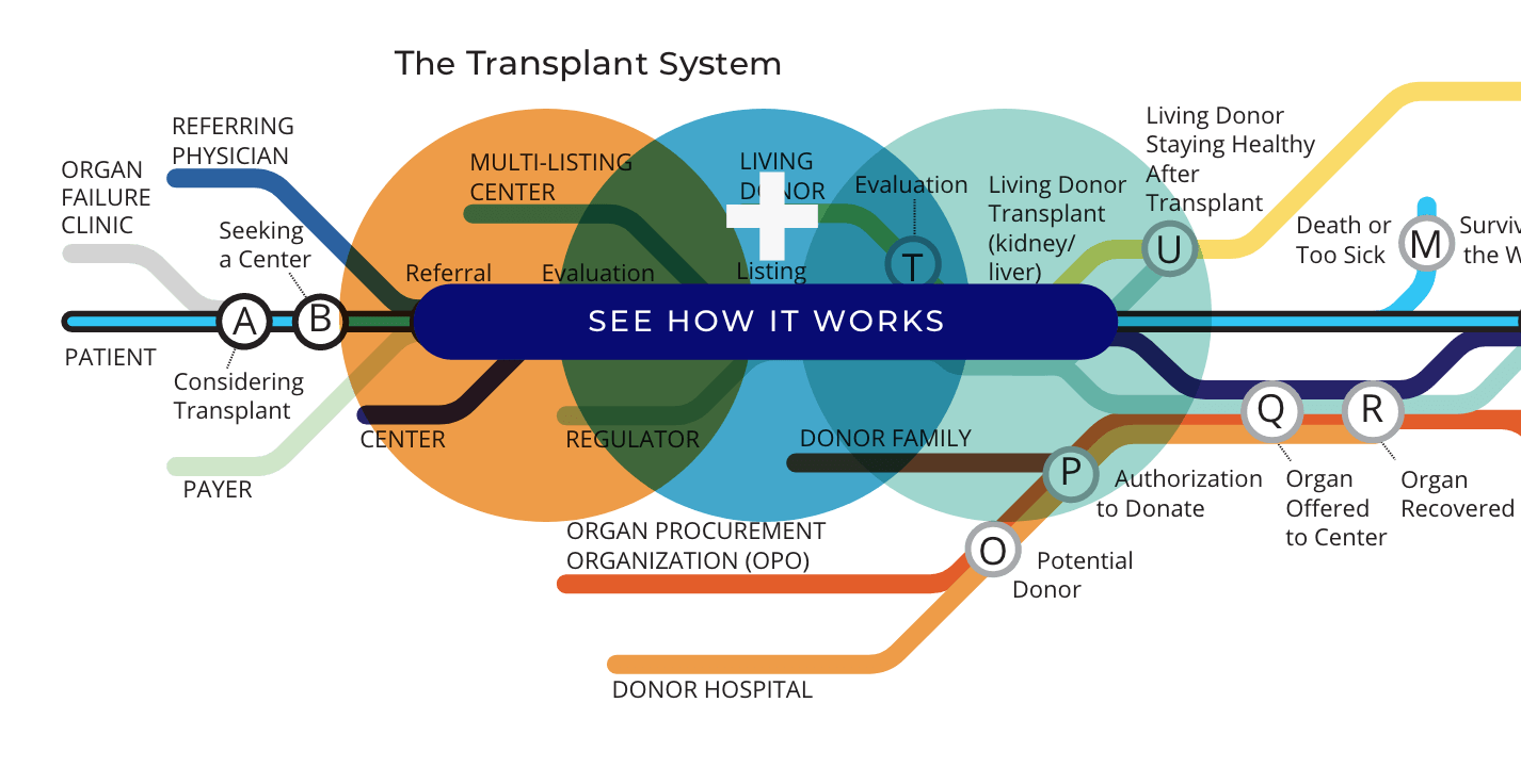 The Organ Transplant System